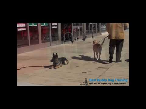Distractions and Reactivity Training