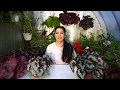 Как вырастить красивые кусты бегоний Как вырастить красивые кусты бегоний