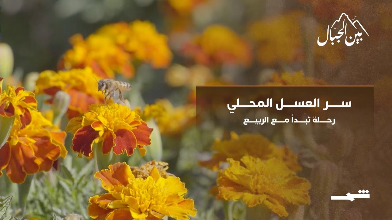 فيديو | سر العسل المحلي ورحلة تبدأ مع الربيع