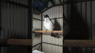 Download lagu Suara burung kutilang full gacor jelas mp3 Download lagu Suara burung kutilang full gacor jelas mp3