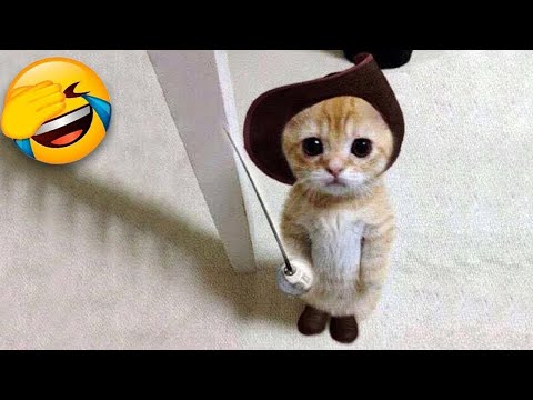 Try Not To Laugh 🤣 Funniest Cats and Dogs 2023 😹🐶 Part 12