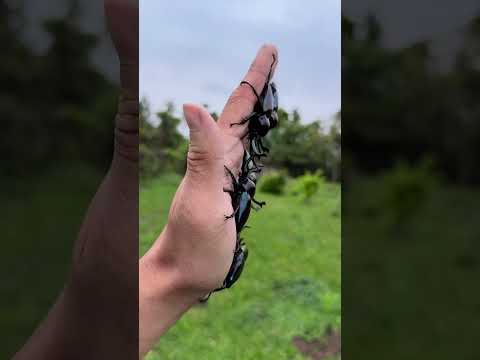 Insects Wildest Transformation!! #animals #animallife #shorts