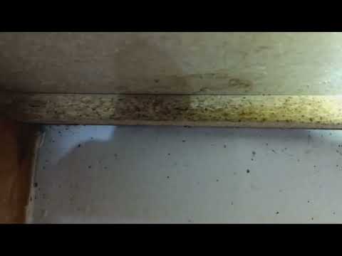 Cockroach Feces Found Under the Kitchen Cabinet in Peapack, NJ