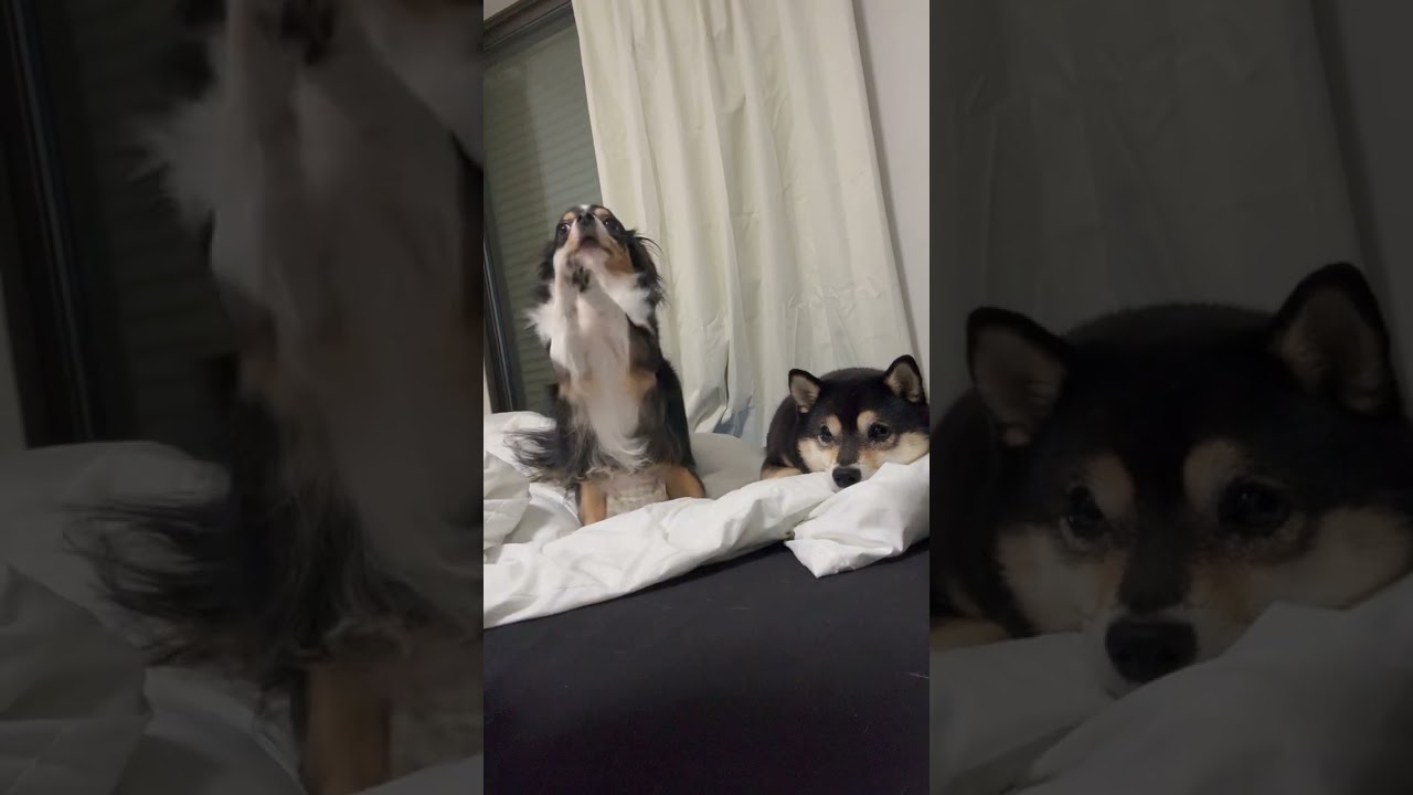 友達の家にお泊まりしてきた黒豆柴の琥珀#shorts