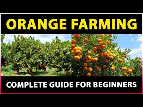 , title : 'Orange Farming: Tips for Successful Cultivation'