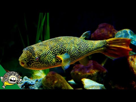 Štvorzubec obrí (Tetraodon mbu) — video o chove a starostlivosti