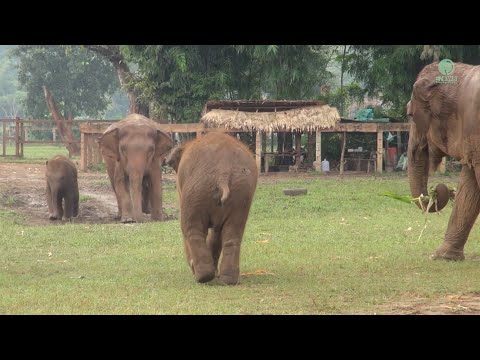 Baby Elephant Wan Mai Run To See Her Friend And Have A Conversation - ElephantNews