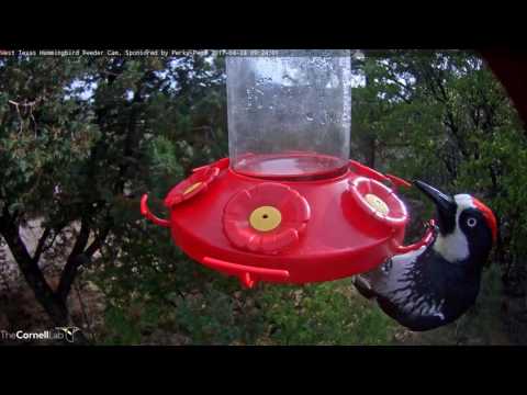 Acorn Woodpecker Feeding On Near Port From Below, April 24, 2017—West Texas Hummingbird Cam