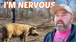 GIANT Boar On Our Property Has Me Nervous!