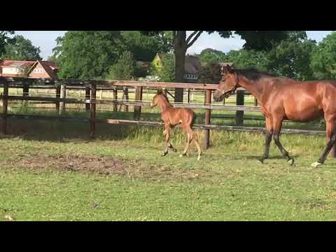 Catalina von Conthargos/Buckingham/Heraldik xx,  3 Tage jung