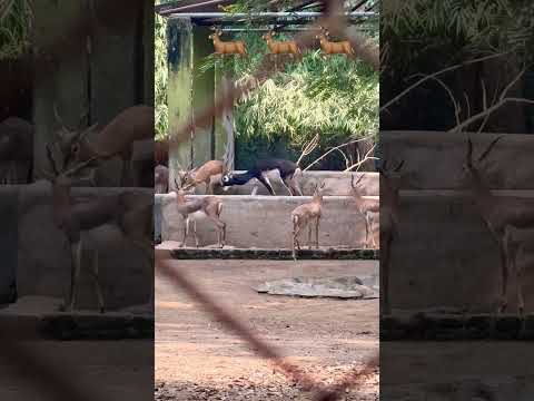 #zoo #animals #zooview#cute🥰deer