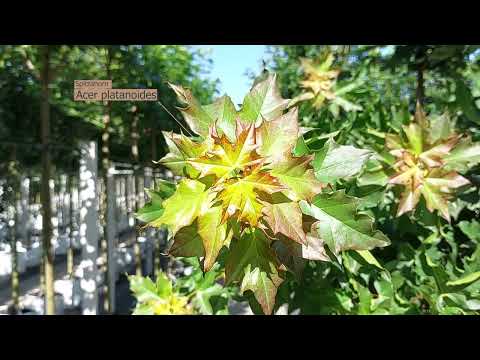 Ahornbäume kaufen? 🌳 Entdecken Sie die verschiedenen Ahornbäume