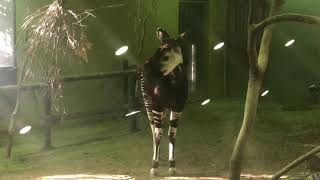 【ズーラシア】珍獣オカピ【動物園】
