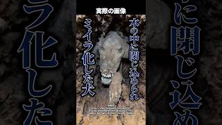 【ミステリー】木の中から発見された犬のミイラ→専門家が解いた『奇跡の保存状態』の秘密とは…！ #shorts