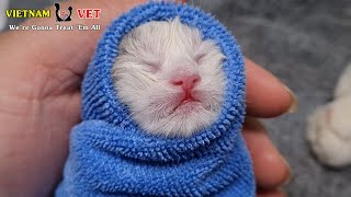 Vet Save newborn Kitten life – Emotional moment of animal