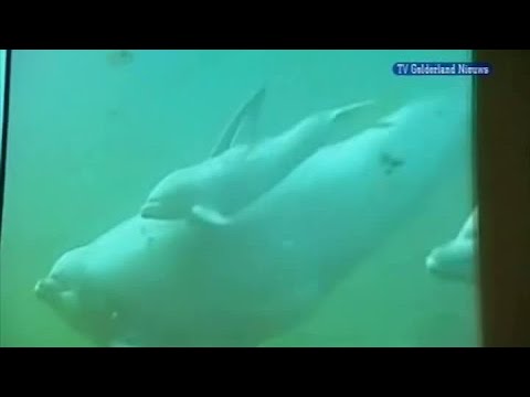 GLD Nieuws 1 augustus 2009 - Nieuws