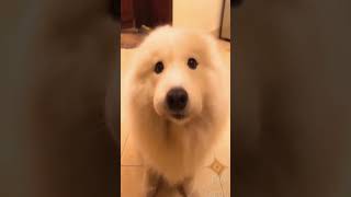 ☆Super Cute Animals☆Cute cats and funy dogs＆cat　videos compilation2021D①#Shorts