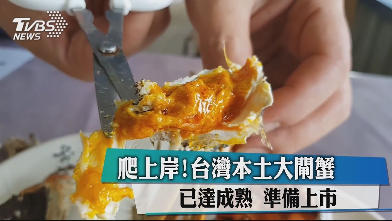 爬上岸！台灣本土大閘蟹已達成熟　準備上市