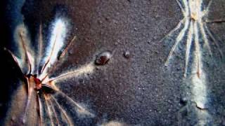 Ozric Tentacles - The Eternal Wheel