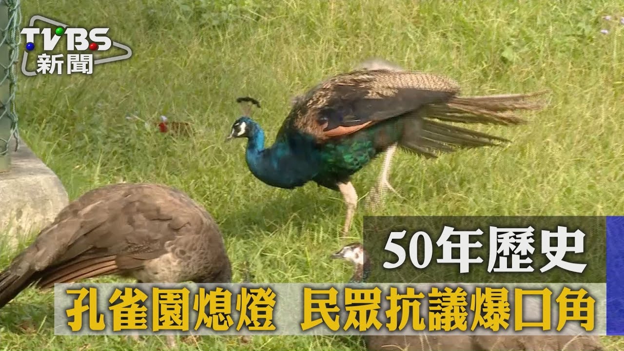50年歷史孔雀園熄燈 民眾抗議爆口角