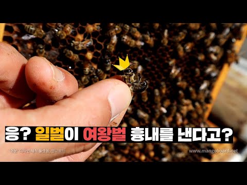 , title : '일벌이 여왕벌을 숙청하고 여왕벌 행세를 한다! 신기한 꿀벌 생태 (eng)'