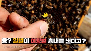 일벌이 여왕벌을 숙청하고 여왕벌 행세를 한다! 신기한 꿀벌 생태