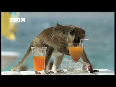 image-Where can I see monkeys on the beach?