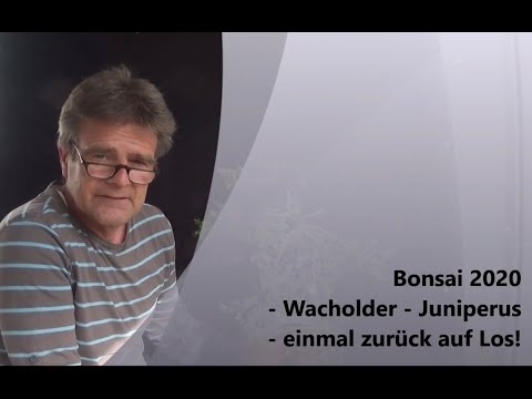 Bonsai 2020-18 - Wacholder - Juniperus - einmal zurück auf Los!