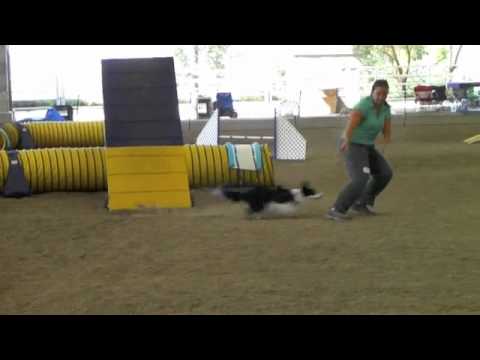 04/29/2011: Smart, AKC, Open Standard 16", 1st place