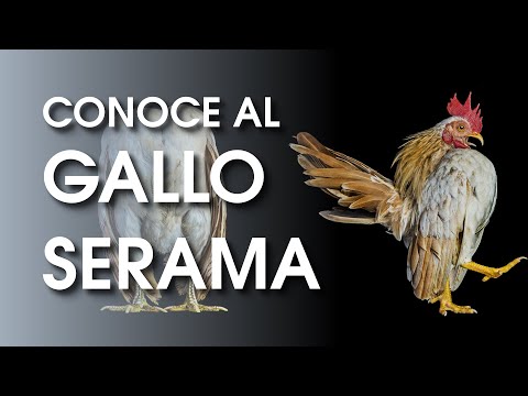 , title : 'Gallina Serama: 🐔 La raza de gallina más pequeña del mundo'