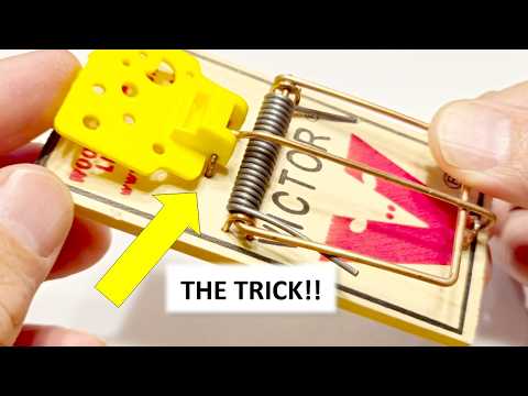 How to Set a Mousetrap - Detailed Step-by-Step Guide for Best Results