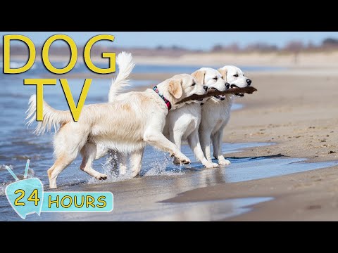 DOG TV for Dogs to Watch: Best Videos Prevent Boredom for Dogs When Home Alone - Relax Music for Dog