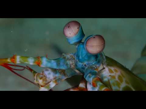 Bali Shrimp, Squat Lobsters and Arthropods Part 1 - scuba diving video