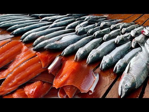 1500 Pfund Fisch in Alaska! Lachs in kommerzieller Qualität! Buckelwale und Seelöwen!
