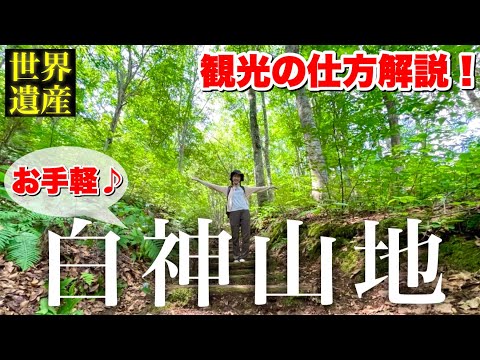 園芸 一般的なブナ、フェアヤード