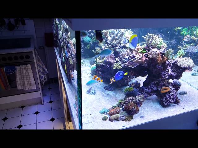 My Kitchen Living Room Reef Tank Meerwasser Aquarium Korallen
