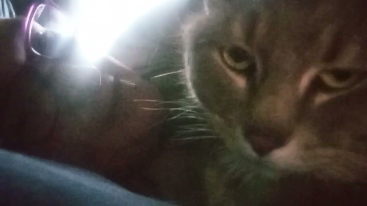 Yet another vlog from bed