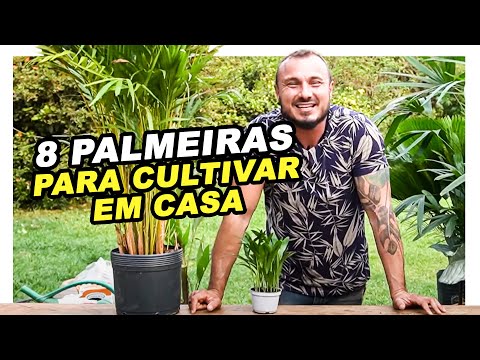 , title : '8 PALMEIRAS PARA CULTIVAR EM CASA | MURILO SOARES'