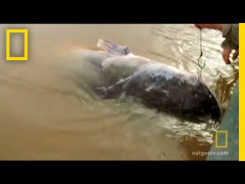 Brawling with Piraiba | Fish Warrior