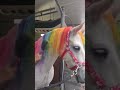 Unicorns exist! 🦄 #shorts #viral #trending #trend #rainbow #colors #unicorn   #horse #disney