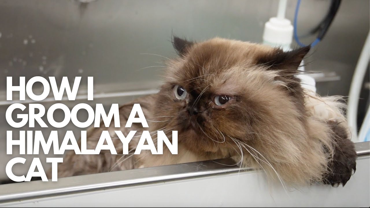 HOW I GROOM A HIMALAYAN CAT