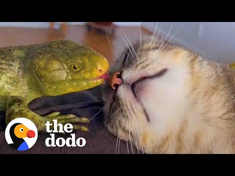 Cute Kitten Becomes Obsessed With a Lizard - Aww!