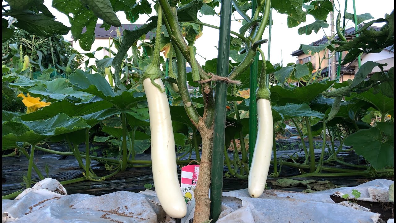 家庭菜園ツアー　2021年7月18日　トマト、ナス、かぼちゃ、ピーマンなど100品種ほど育てています。