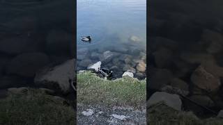 Exploring Professor's Lake Park in Brampton Ontario