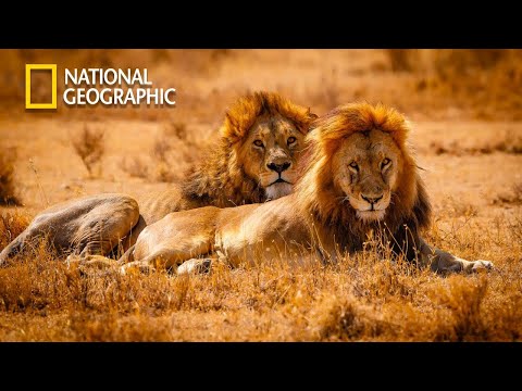 The Kings Of Desert - Our Climate - Lion Pride Documentary | National Geographic Documentary 2023