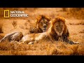 The Kings Of Desert - Our Climate - Lion Pride Documentary | National Geographic Documentary 2023