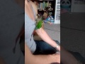 Funny Bird Is Obsessed With Chests Parrot Conure AFV Animal