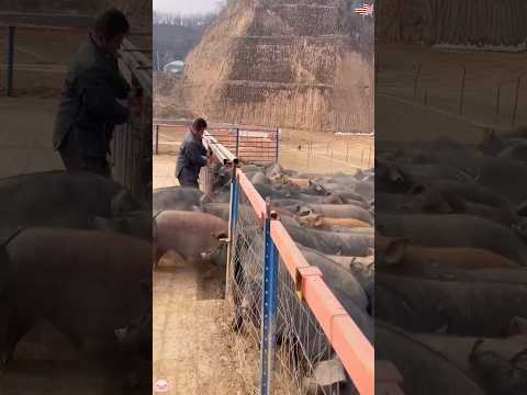 China Used 100,000 Pigs to Stop a Desert—and It Worked.#didyouknow #youtube #crazy #amazing #foryou