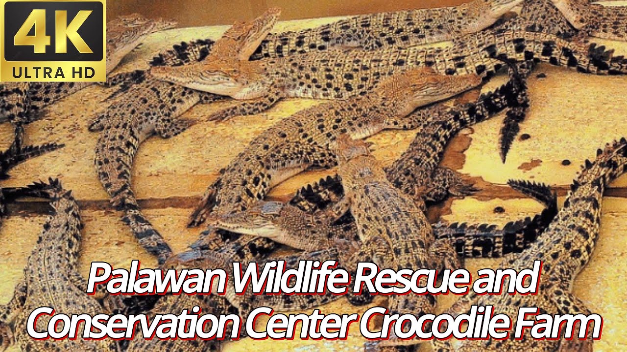 Embark on a virtual through Palawan Wildlife Rescue and Conservation Center.