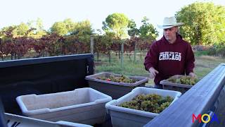 Winemaker Matthew Rorick - Movies on Artists